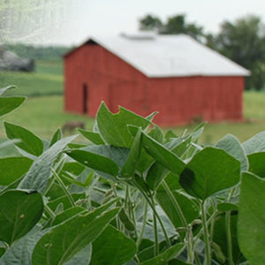 Vegetation with a red shed in the background