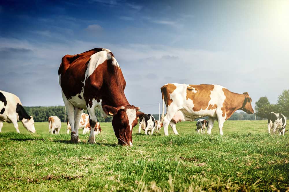 cows grazing on a grassy field