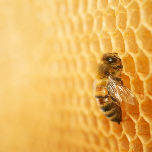 Honey bee