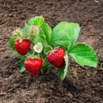 strawberry_plant-min-scaled