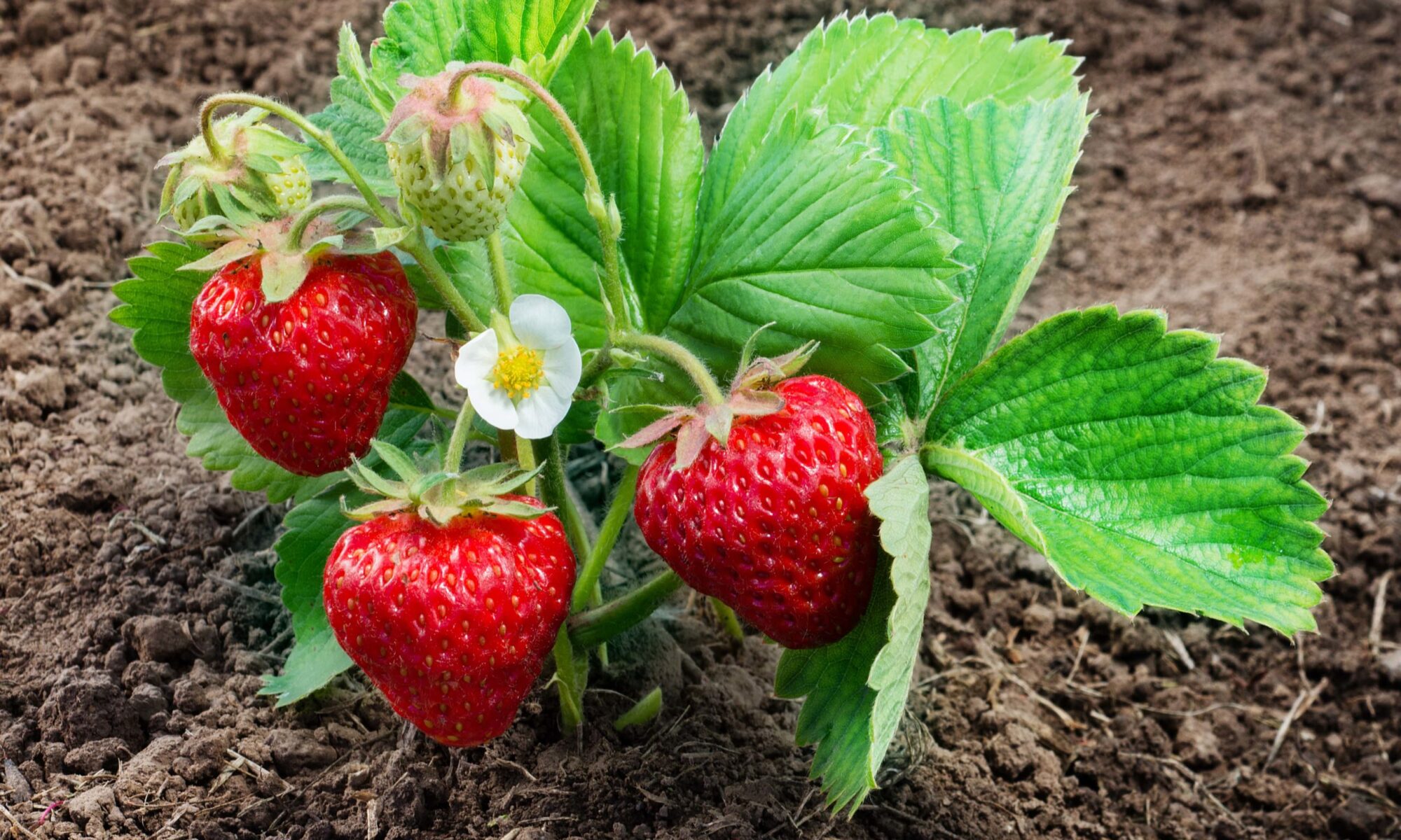 strawberry_plant-min-scaled