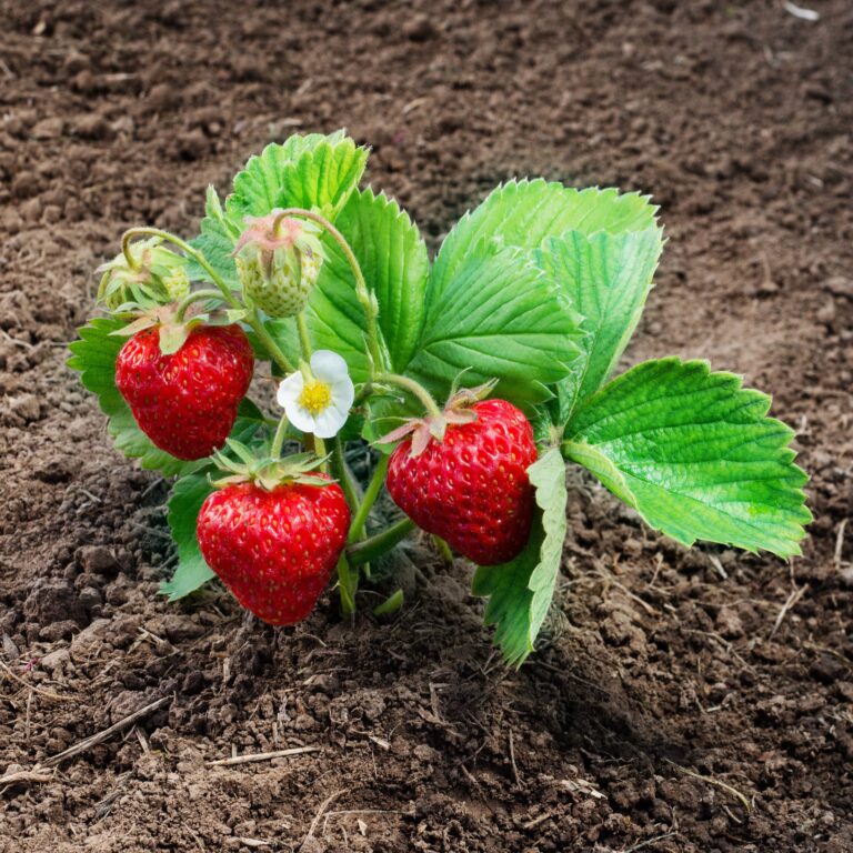 strawberry_plant-min-scaled