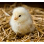 Chick