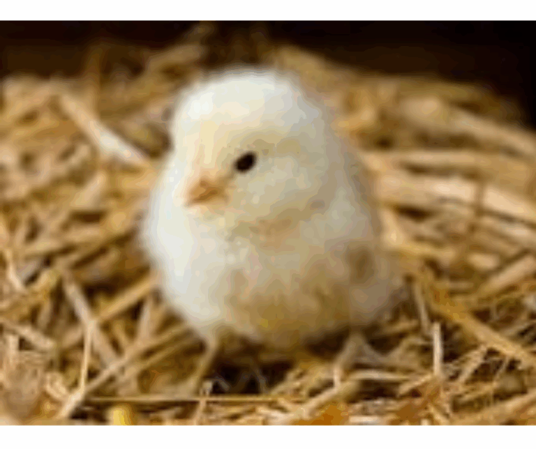 Chick