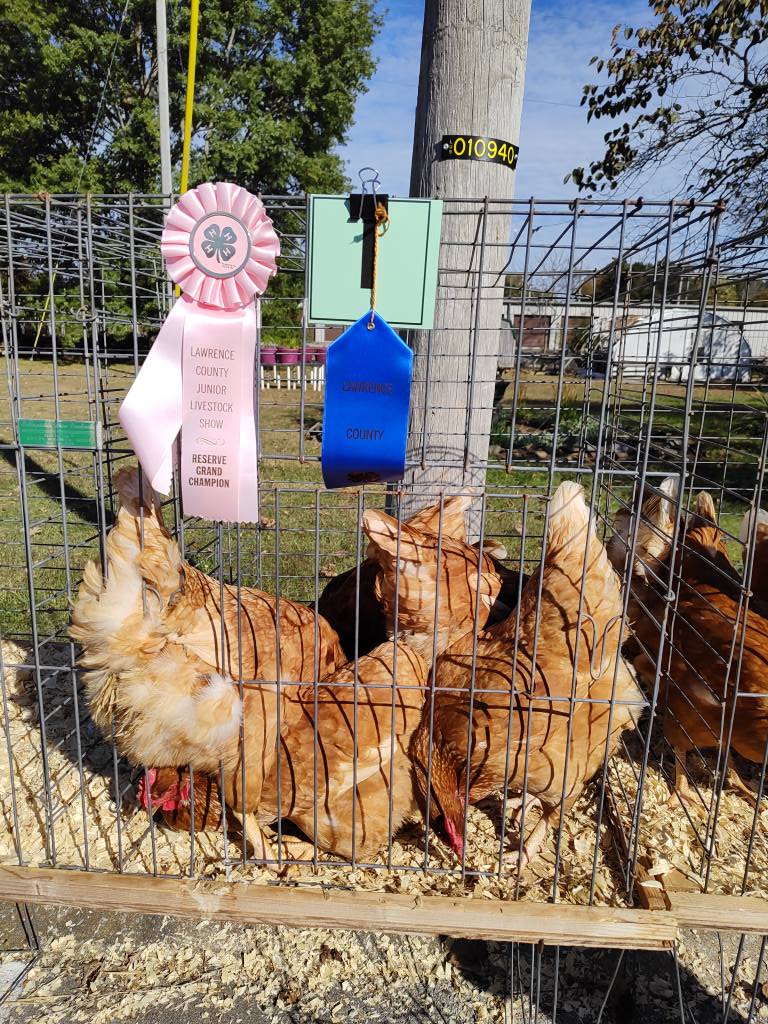 2025 4-H Chick Chain