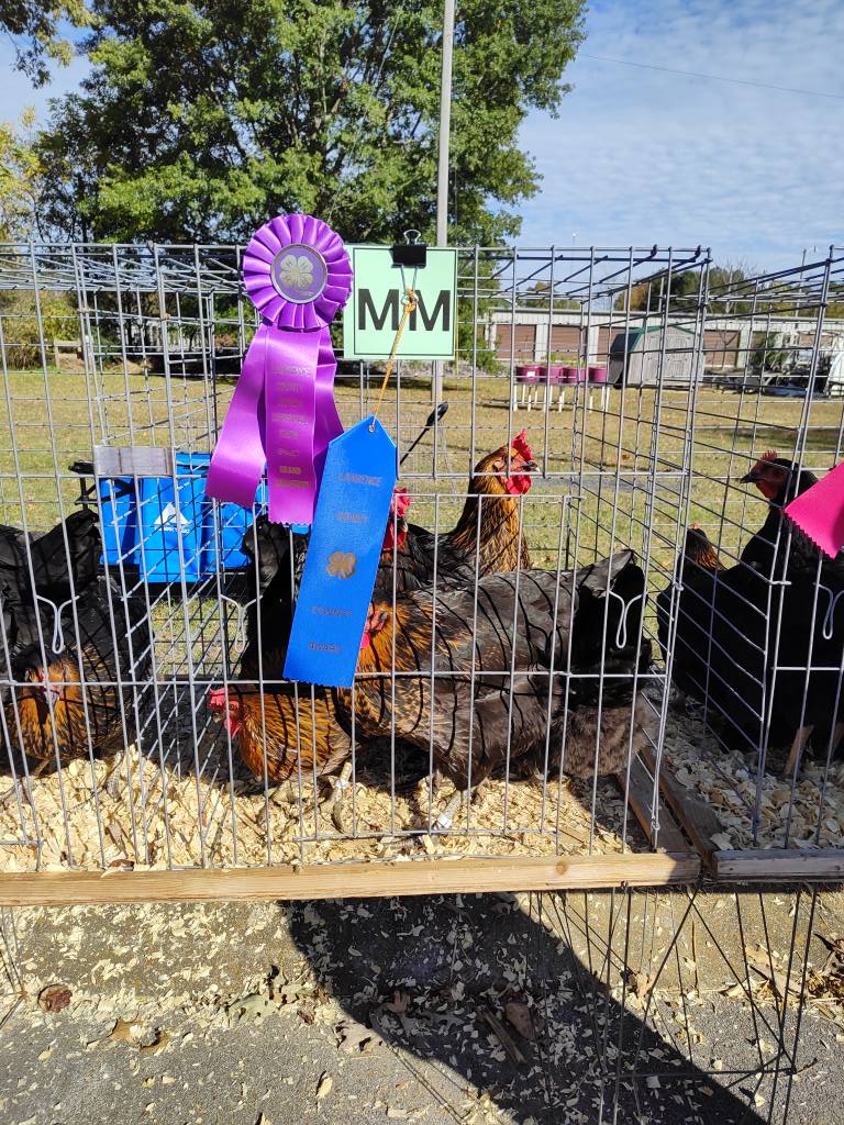 2025 4-H Chick Chain