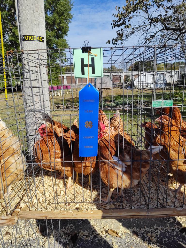 2025 4-H Chick Chain