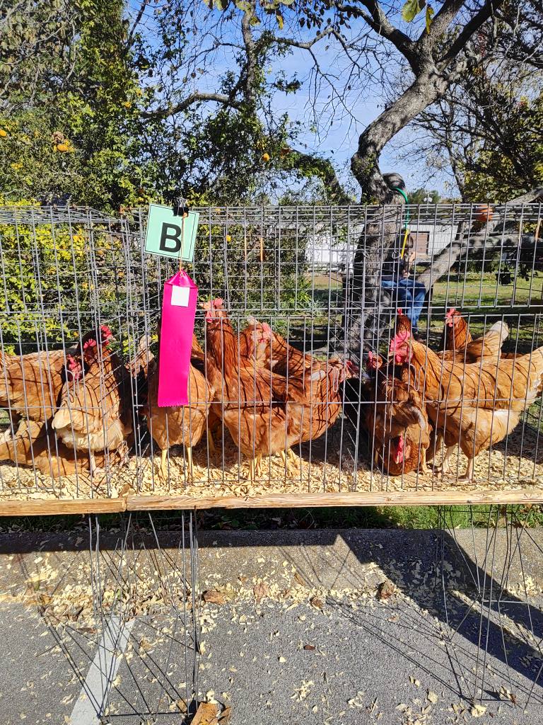 2025 4-H Chick Chain